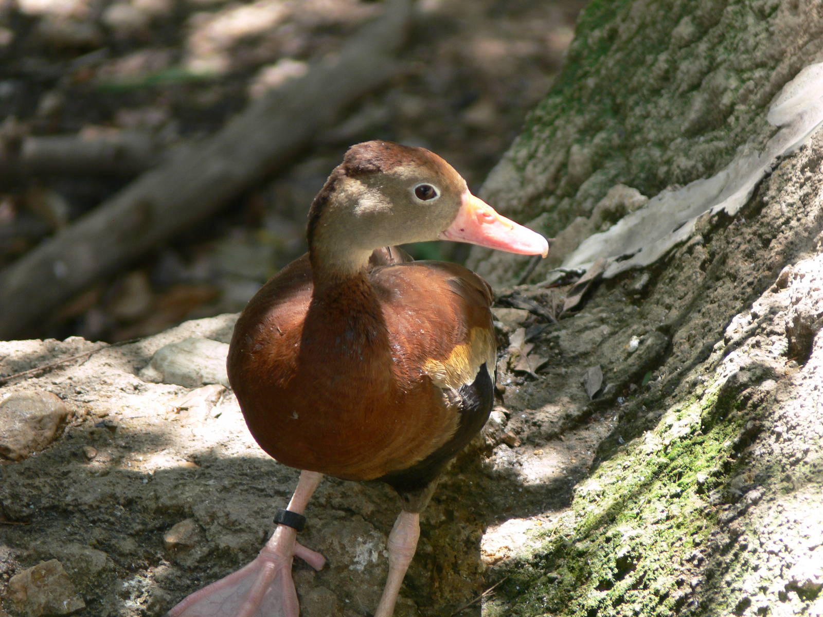 Black-bellied Whistling Duck at Terra Natura, 03/08/14