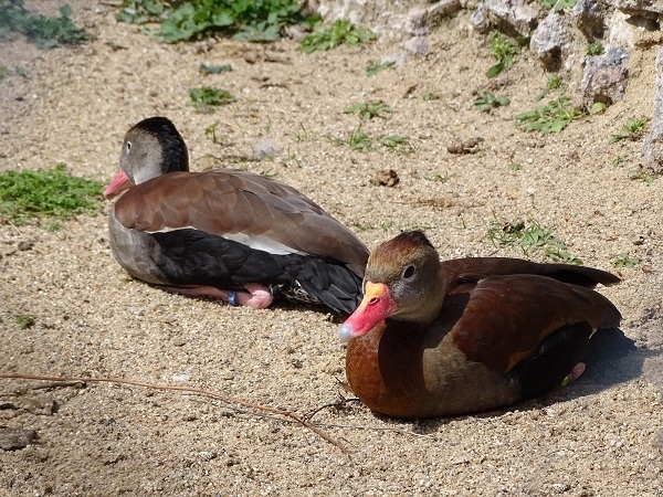 Black-bellied whistling-duck (Dendrocygna autumnalis) (04/22)