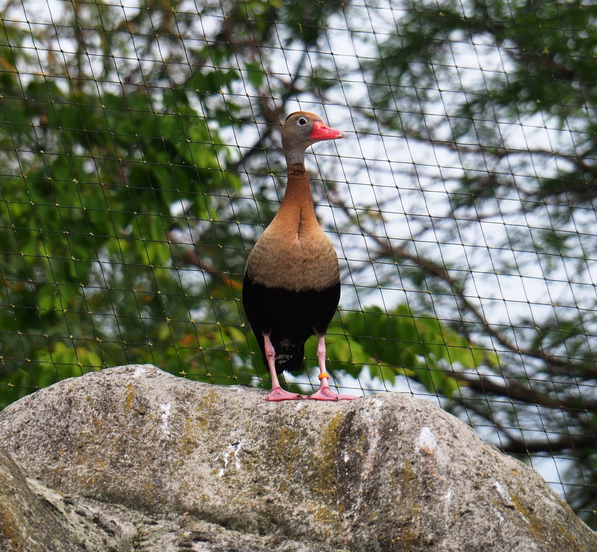 Black-bellied whistling-duck (Dendrocygna autumnalis), 2019-05-31