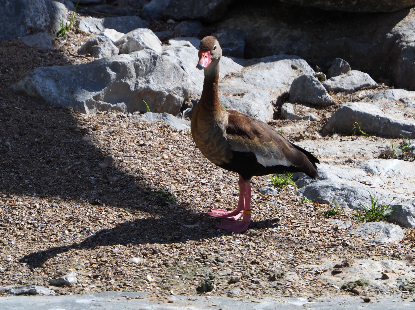 Black-bellied whistling-duck (Dendrocygna autumnalis), 2020-07-21
