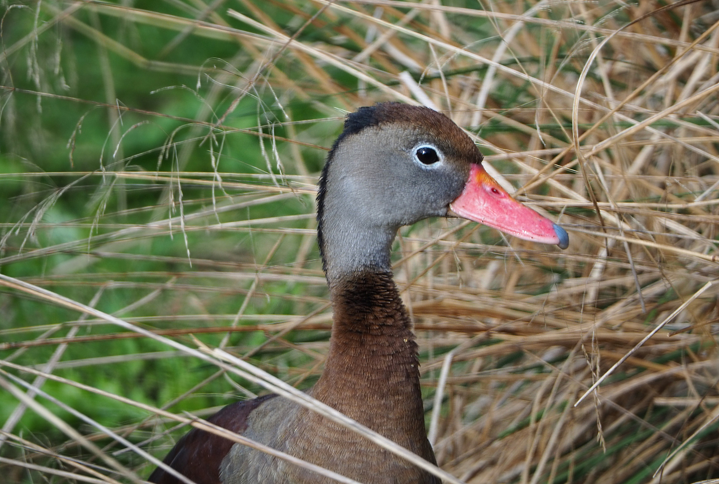 Black-bellied whistling duck (Dendrocygna autumnalis), 2020-10-10