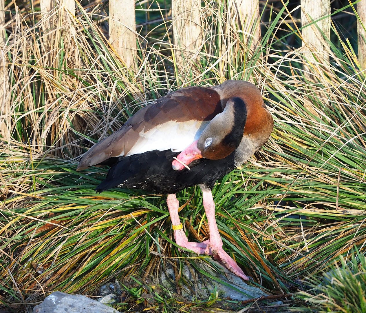 Black-bellied whistling duck (Dendrocygna autumnalis), 2022-12-27