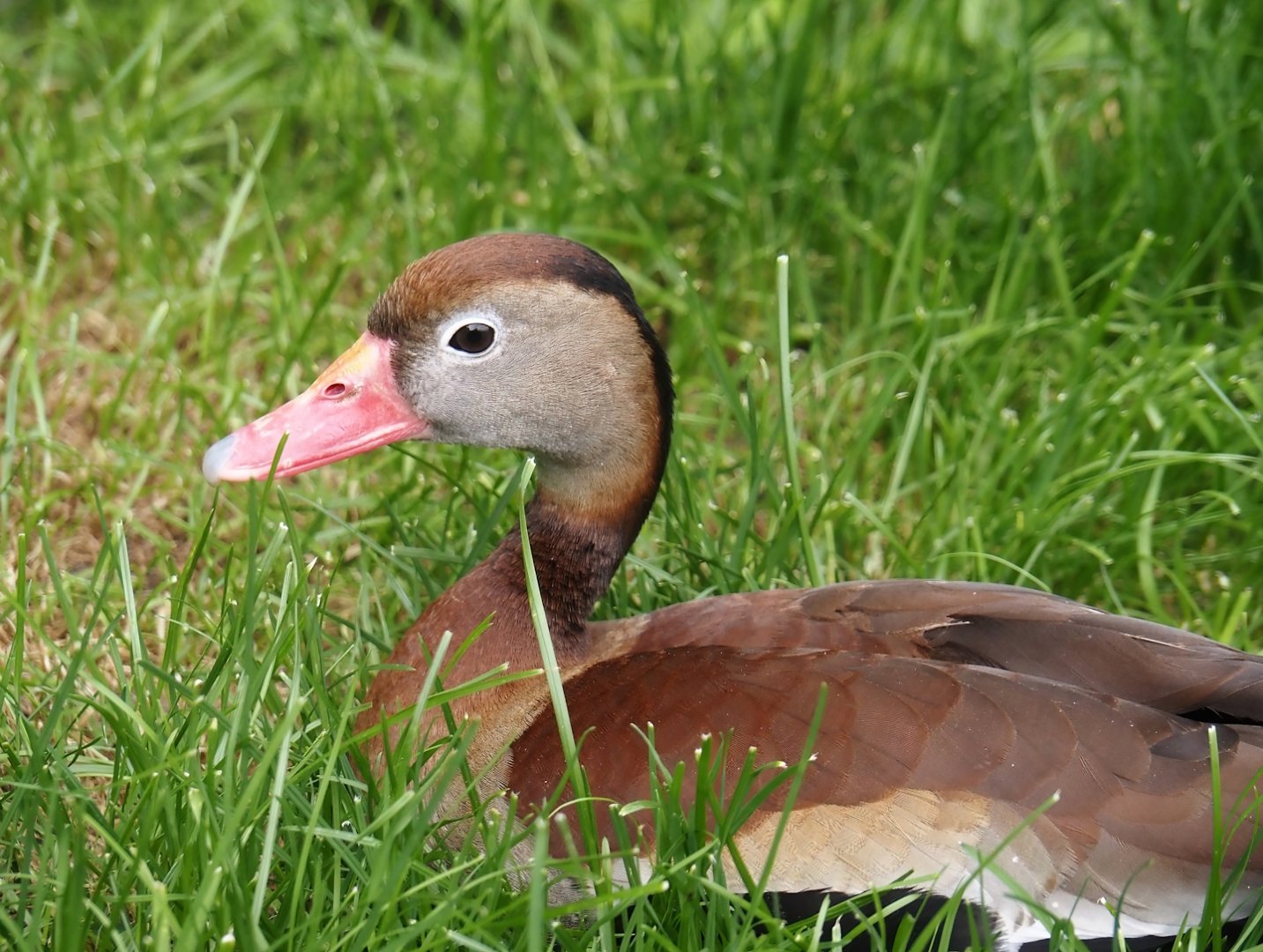 Black-bellied whistling-duck (Dendrocygna autumnalis), 2024-05-21