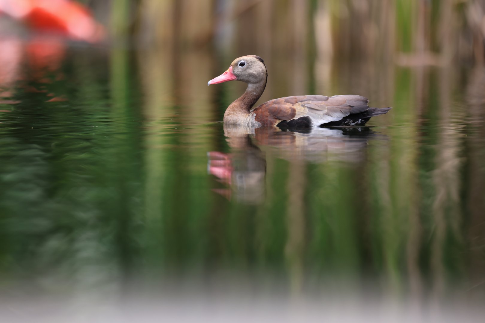 Black-bellied Whistling-duck (Dendrocygna autumnalis) - Crimson Wetlands