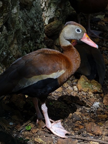 Black-bellied whistling duck (Dendrocygna autumnalis fulgens)