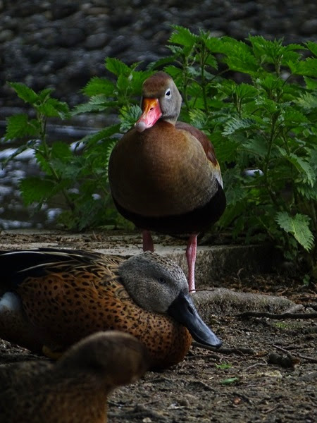 Black-bellied whistling-duck (Dendrocygna autumnalis) & Red shoveler (Argentine shoveler) (Spatula platalea)
