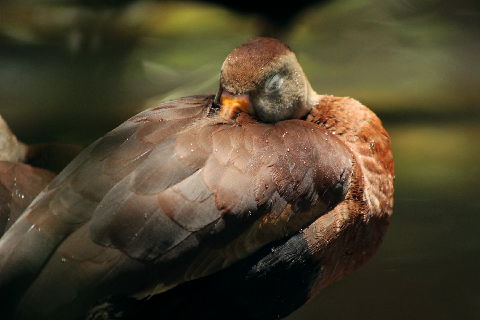 Black-bellied whistling duck (Dendrocygna autumnalis)