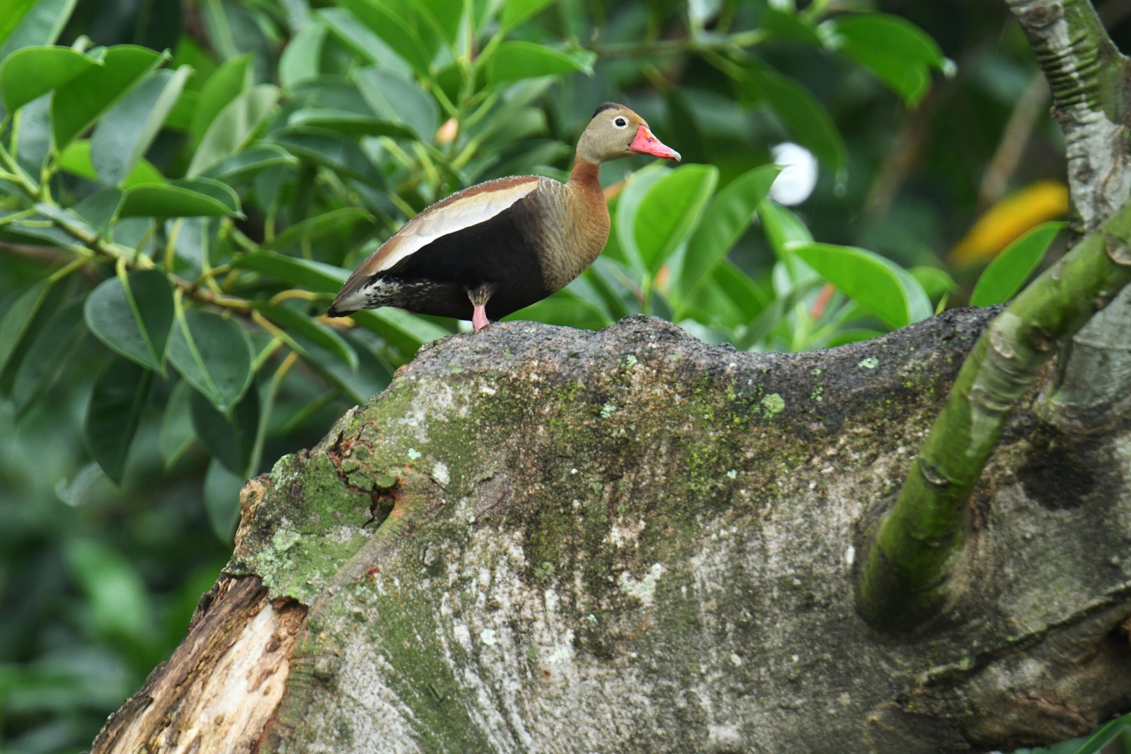 Black-bellied Whistling-Duck (Dendrocygna autumnalis)