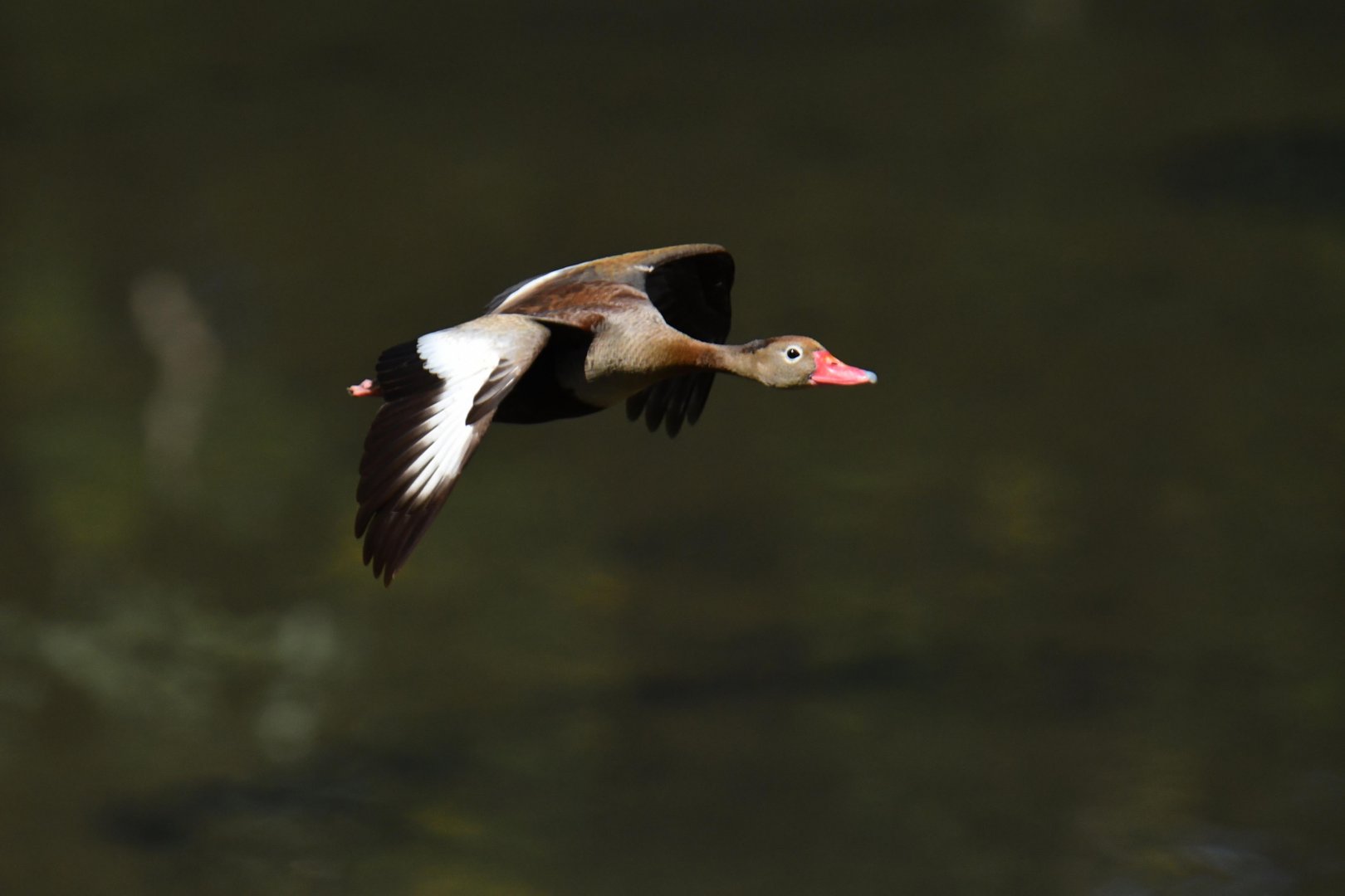 Black-bellied Whistling-Duck (Dendrocygna autumnalis)