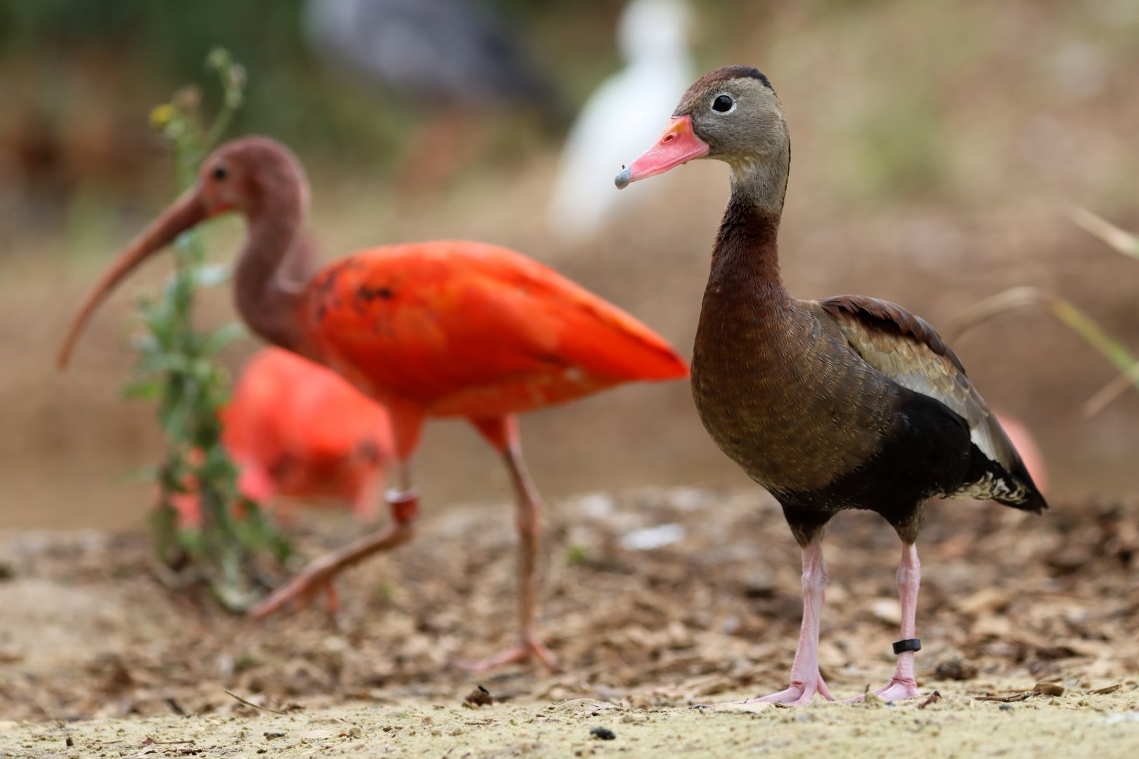 Black-bellied whistling-duck (Dendrocygna autumnalis)