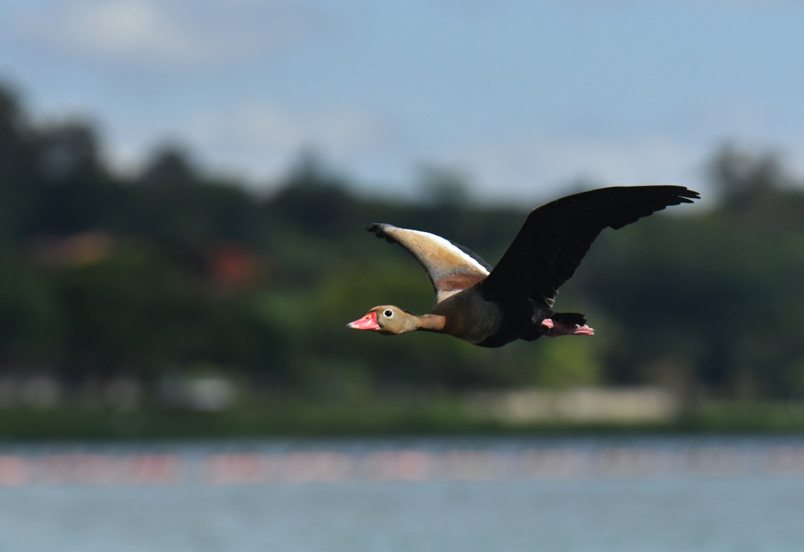 Black-bellied Whistling-Duck (Dendrocygna autumnalis)