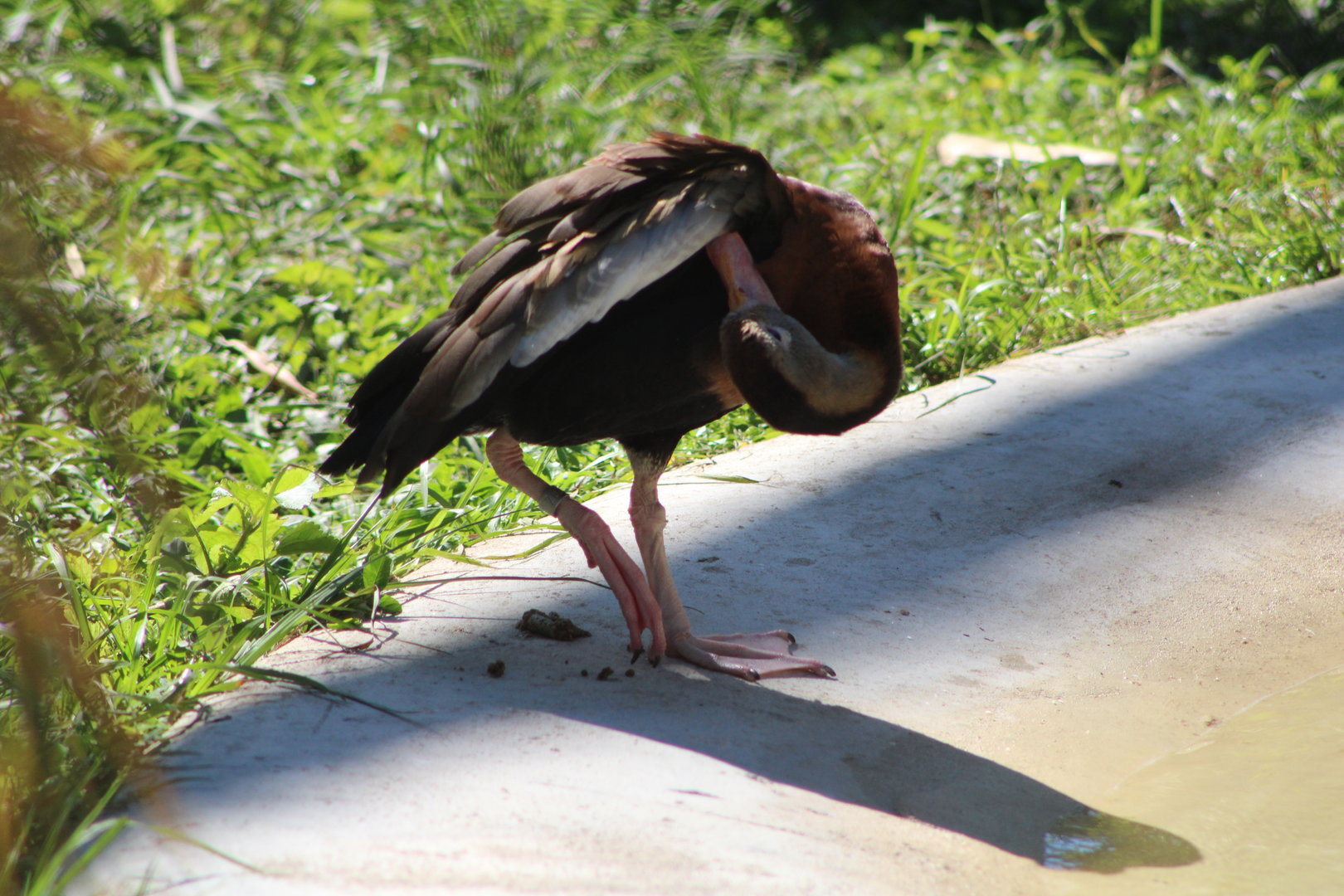 Black-Bellied Whistling Duck (Dendrocygna autumnalis)