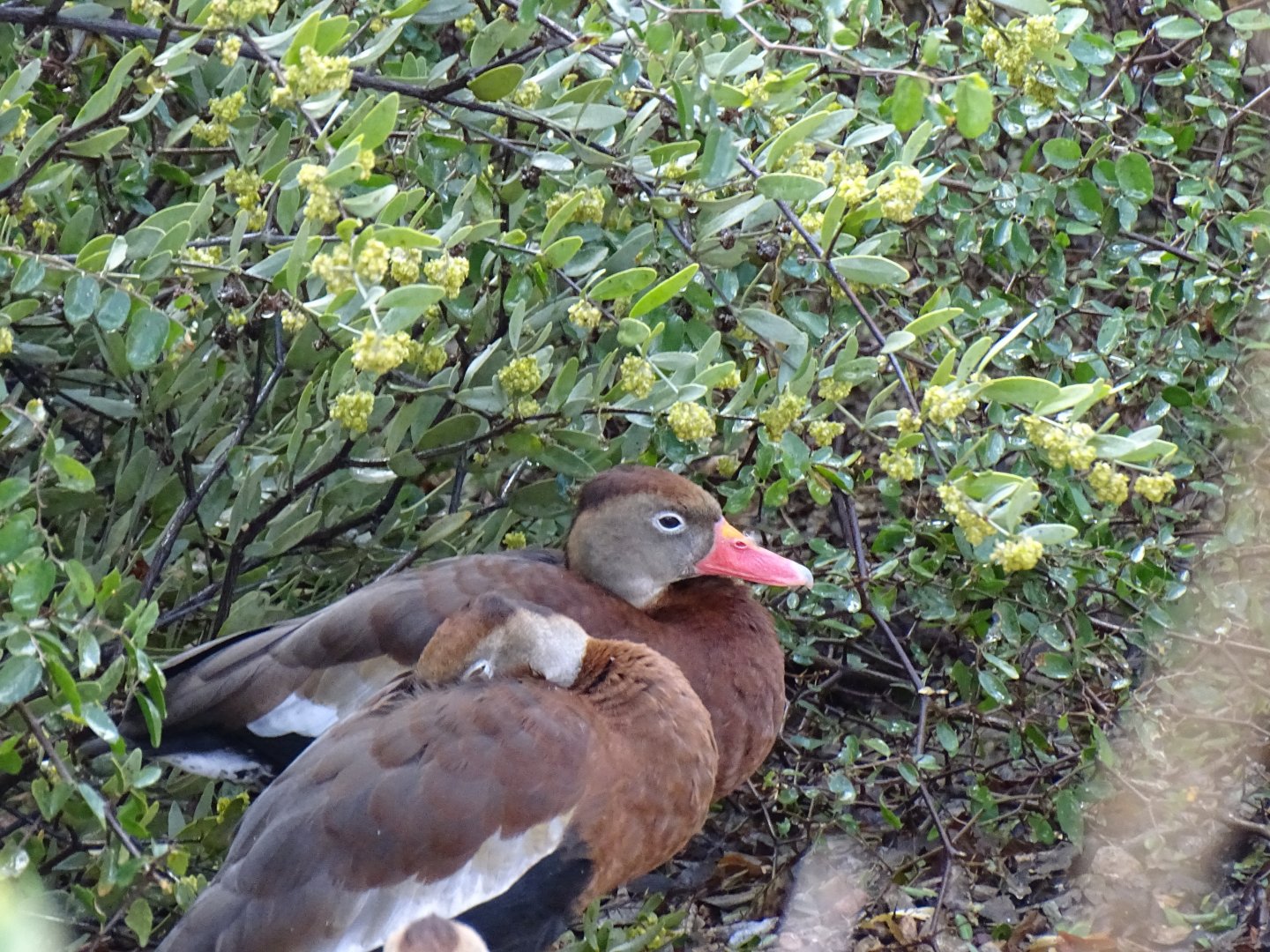 Black-bellied whistling duck (Dendrocygna autumnalis)