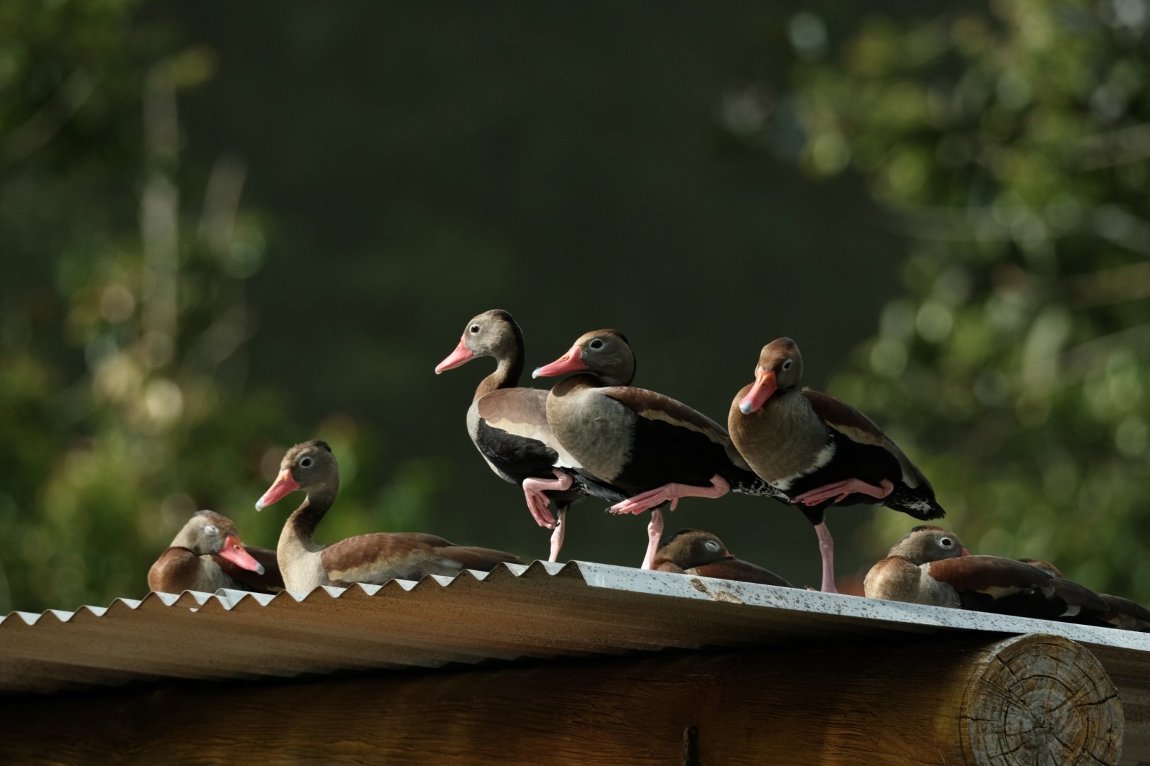 Black-bellied Whistling Duck (Dendrocygna autumnalis)