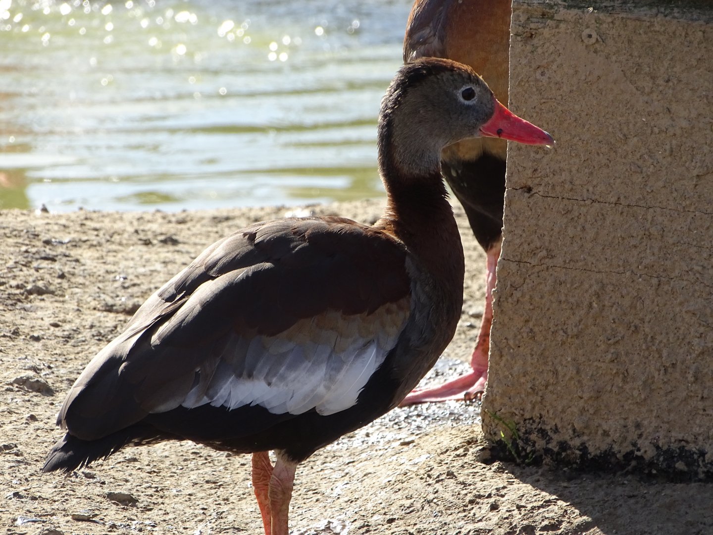 Black-bellied whistling duck (Dendrocygna autumnalis)