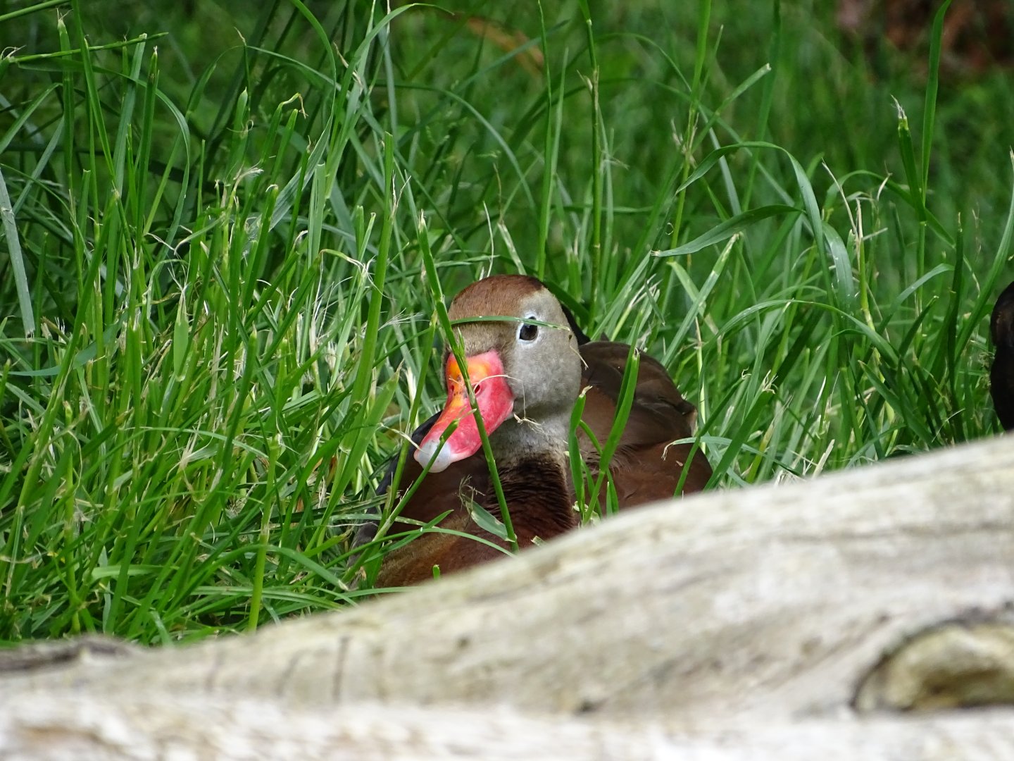 Black-bellied whistling duck (Dendrocygna autumnalis)