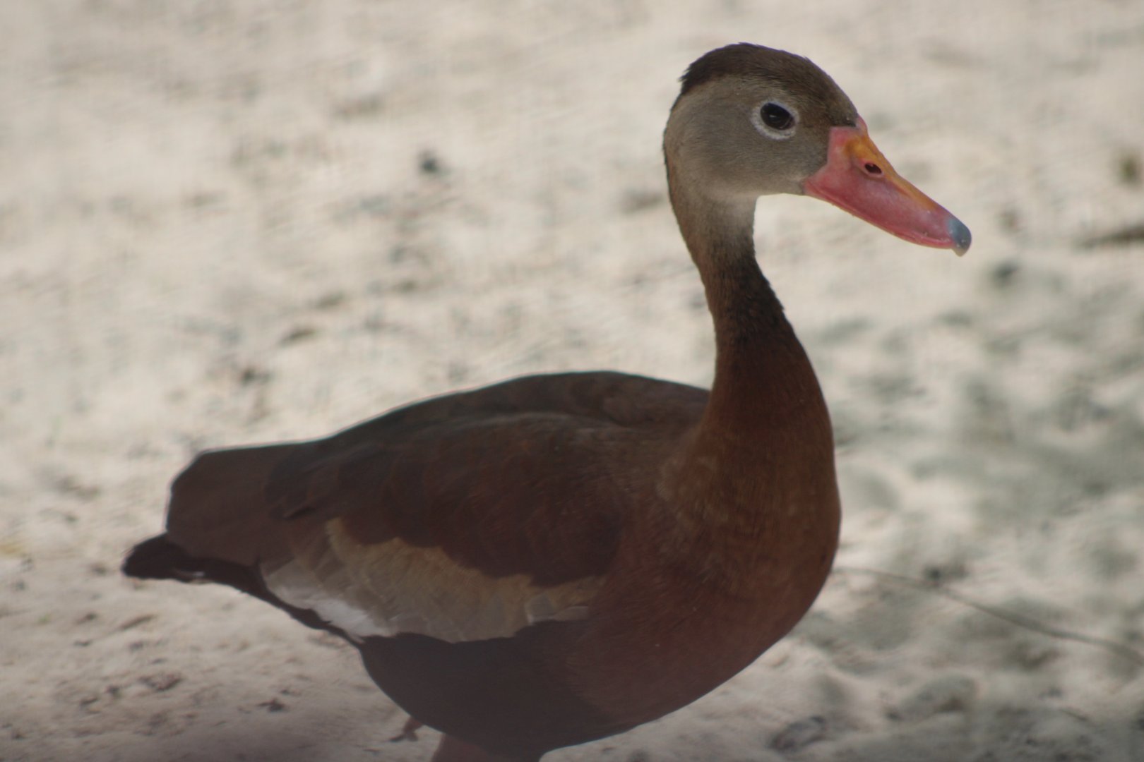 Black-Bellied Whistling Duck (Dendrocygna autumnalis)