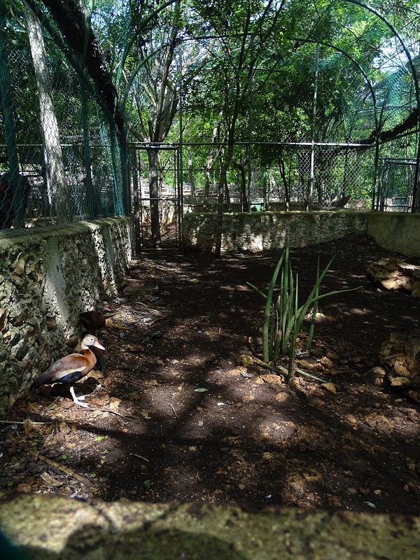 Black-bellied whistling duck enclosure