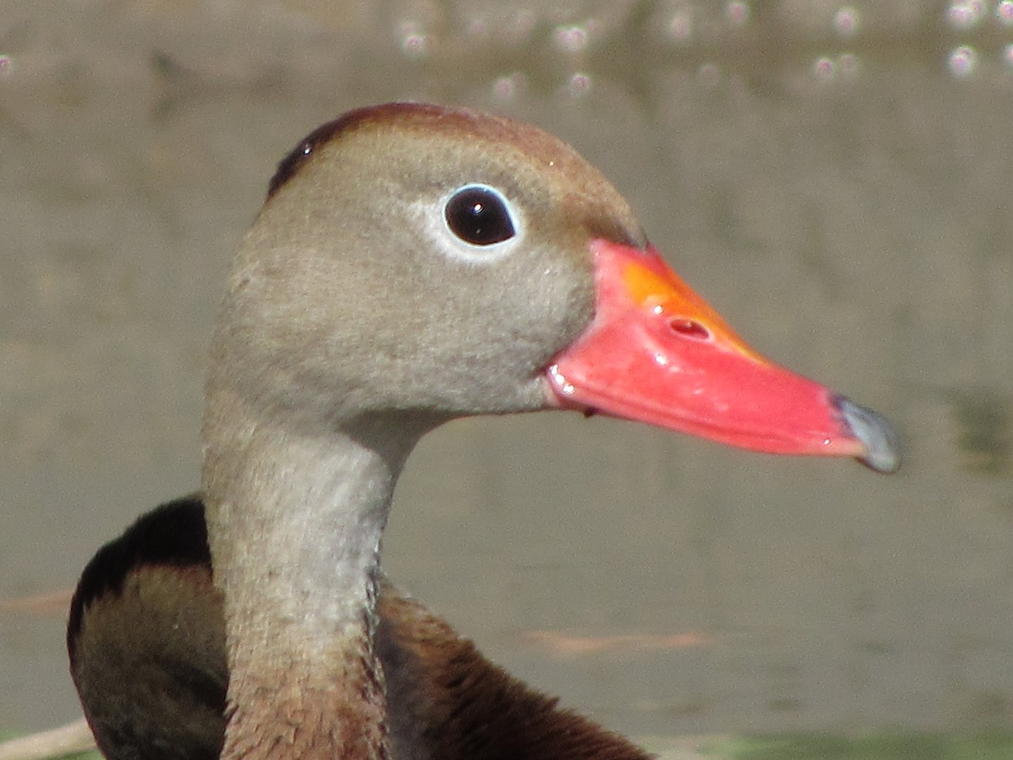 Black Bellied Whistling Duck Head