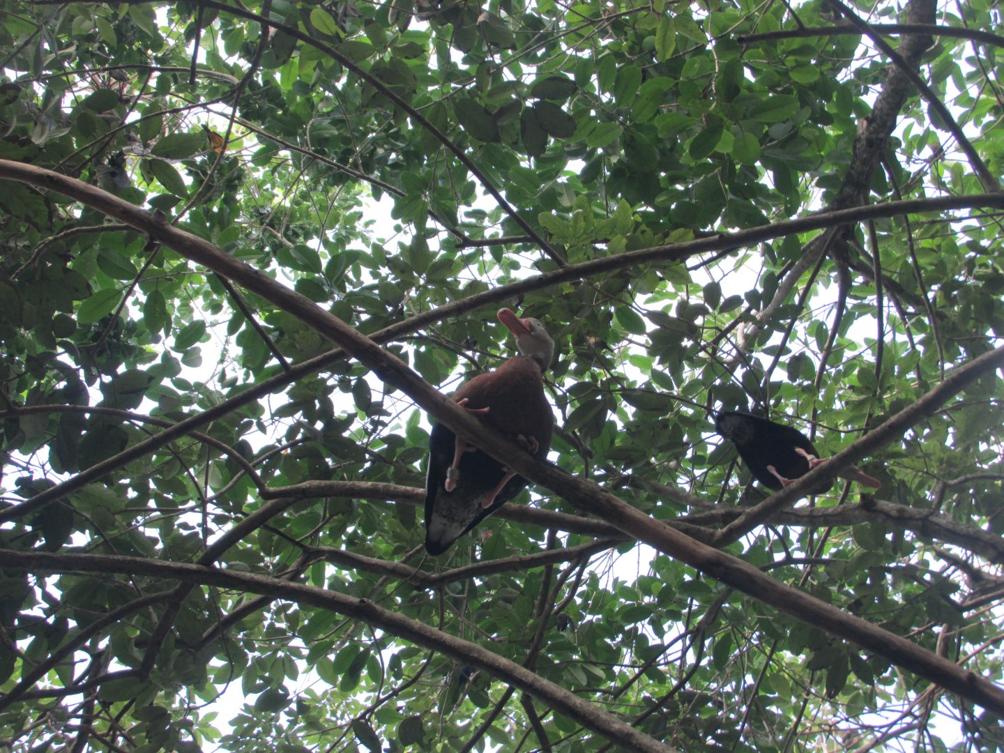 Black bellied whistling duck in Aviario