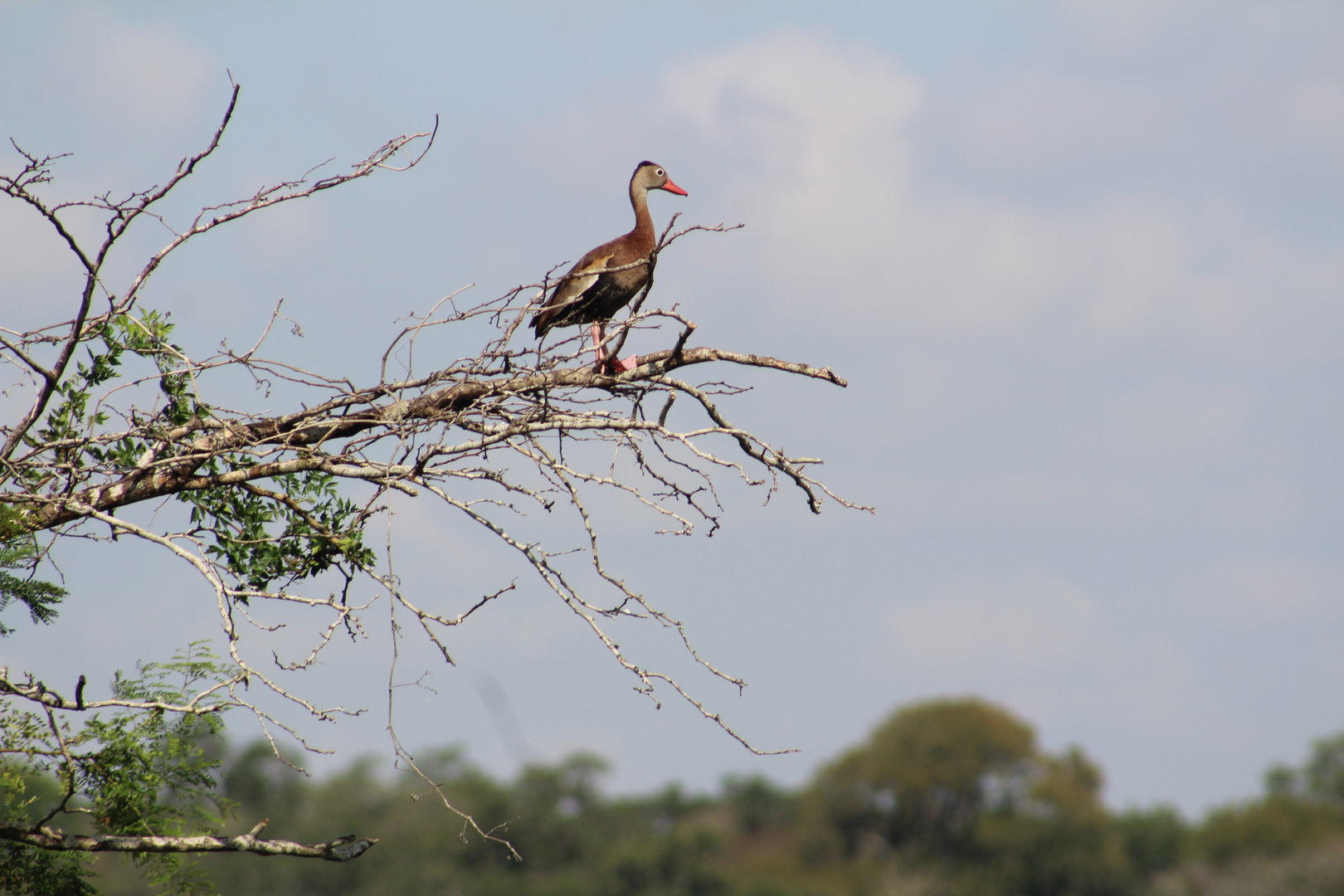 Black-bellied whistling duck on a tree - Brazos Bend State Park