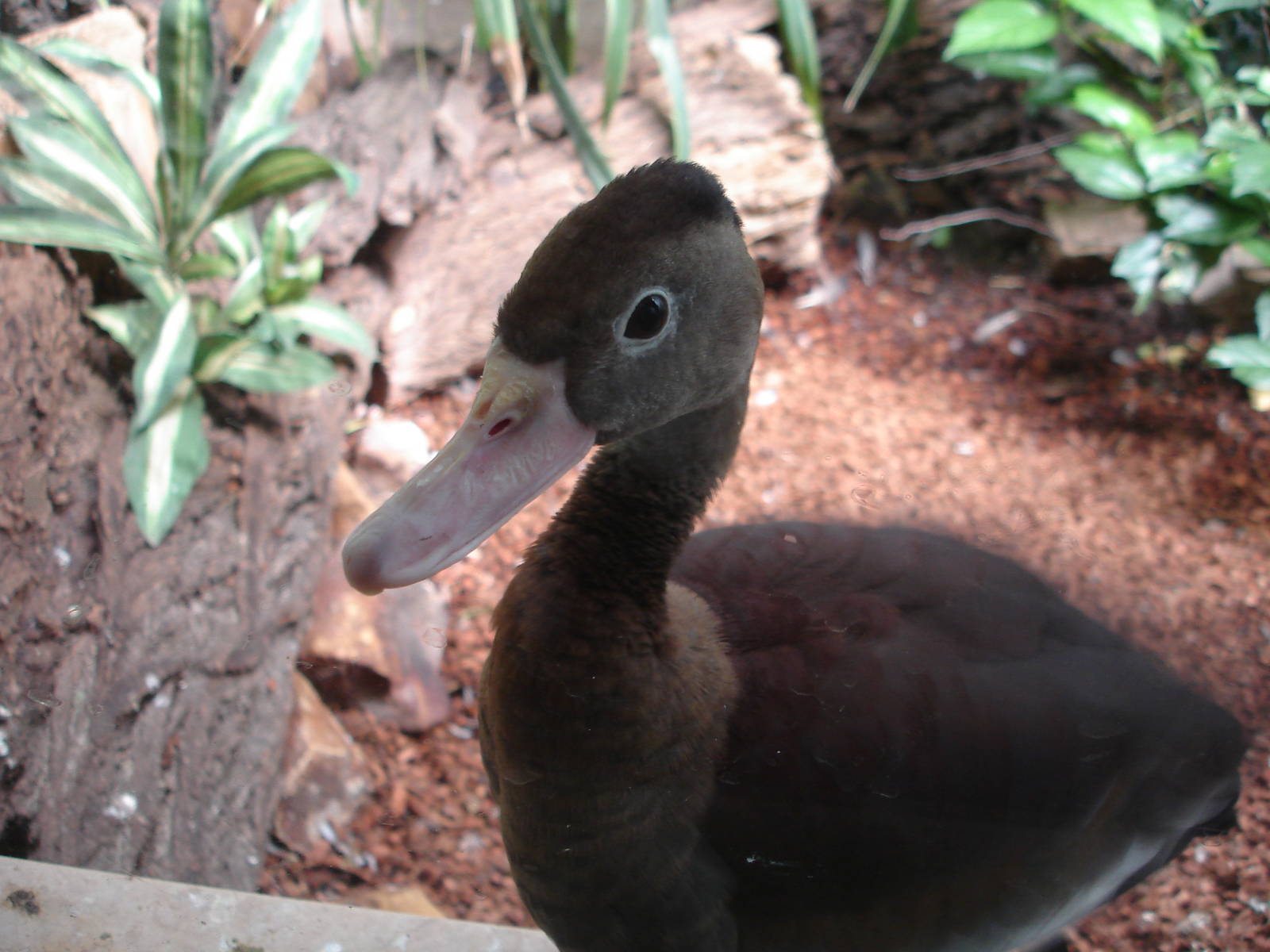 Black Bellied Whistling Duck