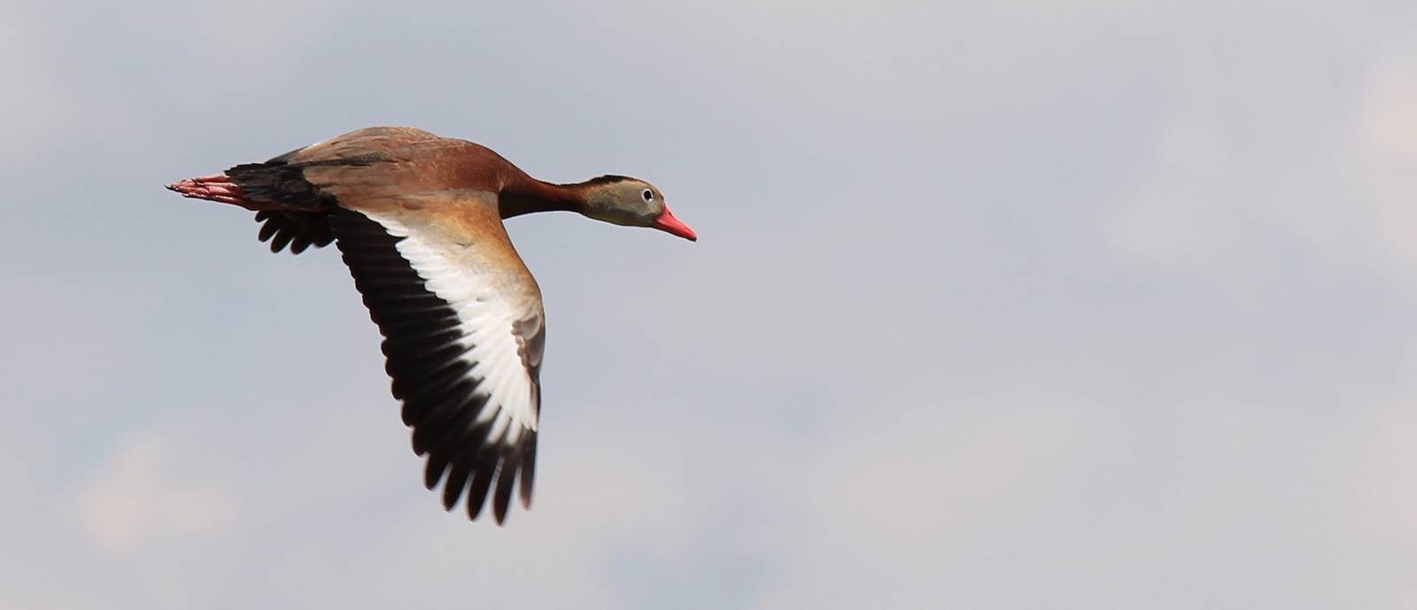 Black-Bellied Whistling Duck