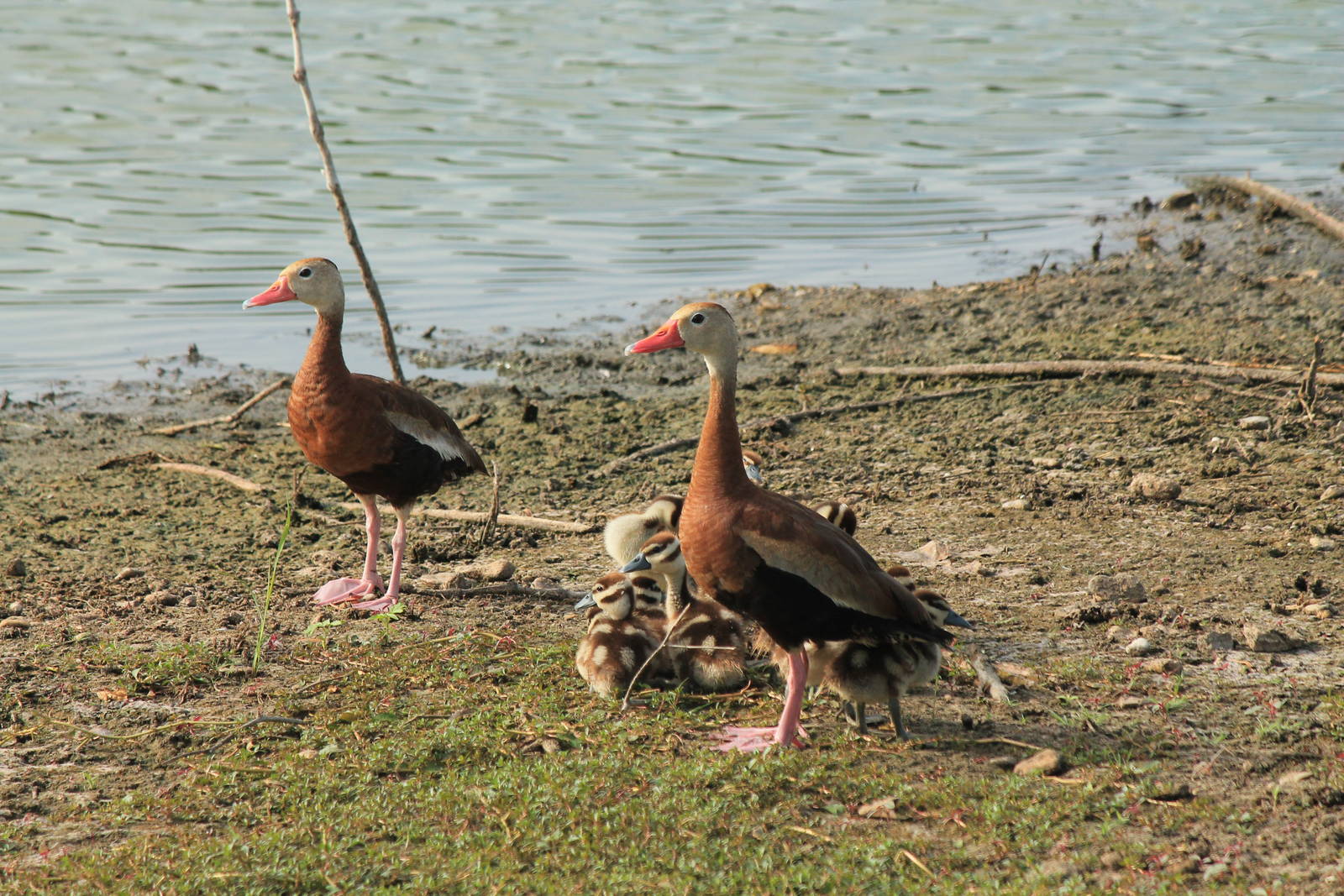 Black-Bellied Whistling Duck