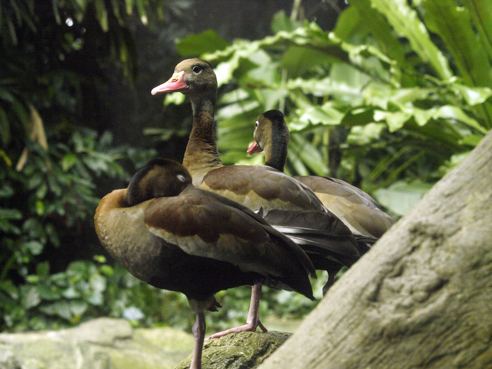 Black-bellied Whistling duck