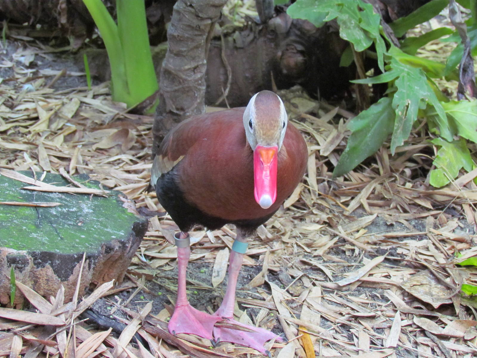 Black Bellied Whistling Duck