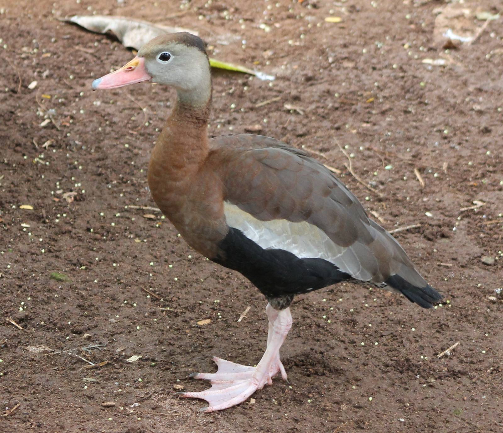 Black-bellied whistling duck