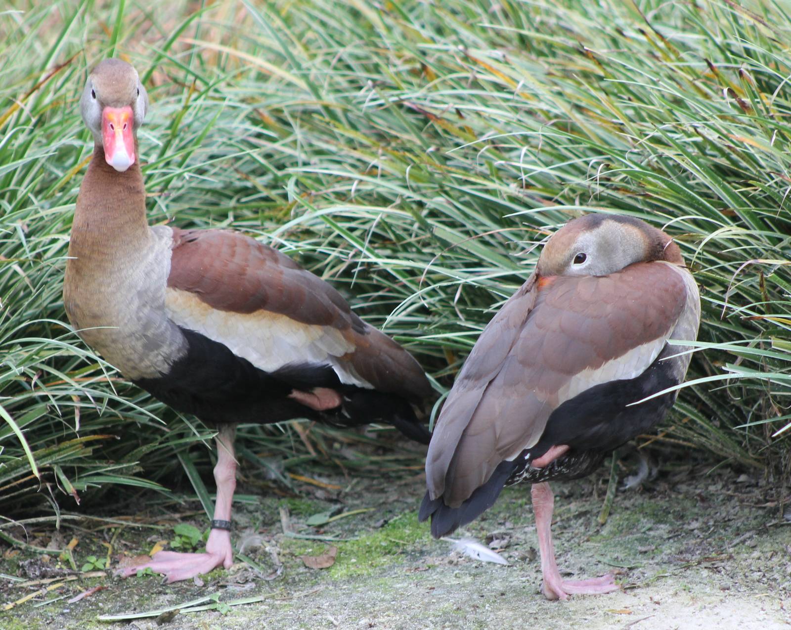 Black-bellied whistling duck