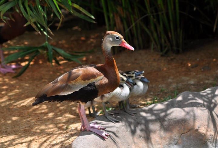 Black-bellied Whistling Duck