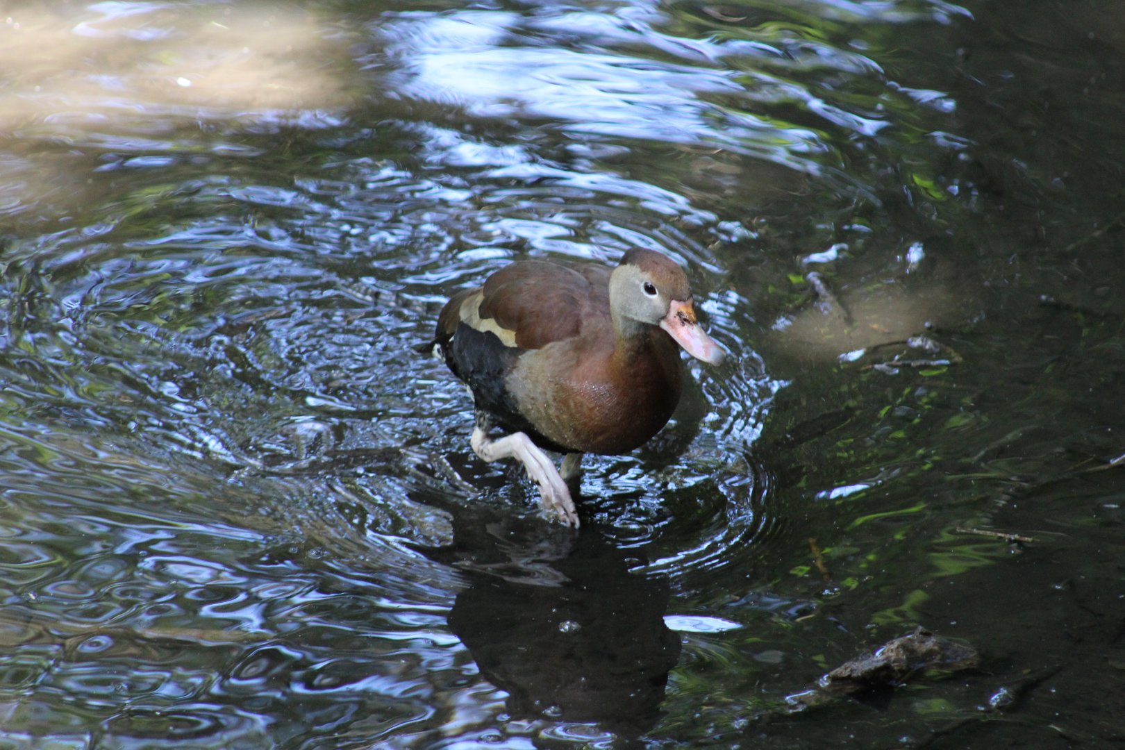 Black-Bellied Whistling-Duck