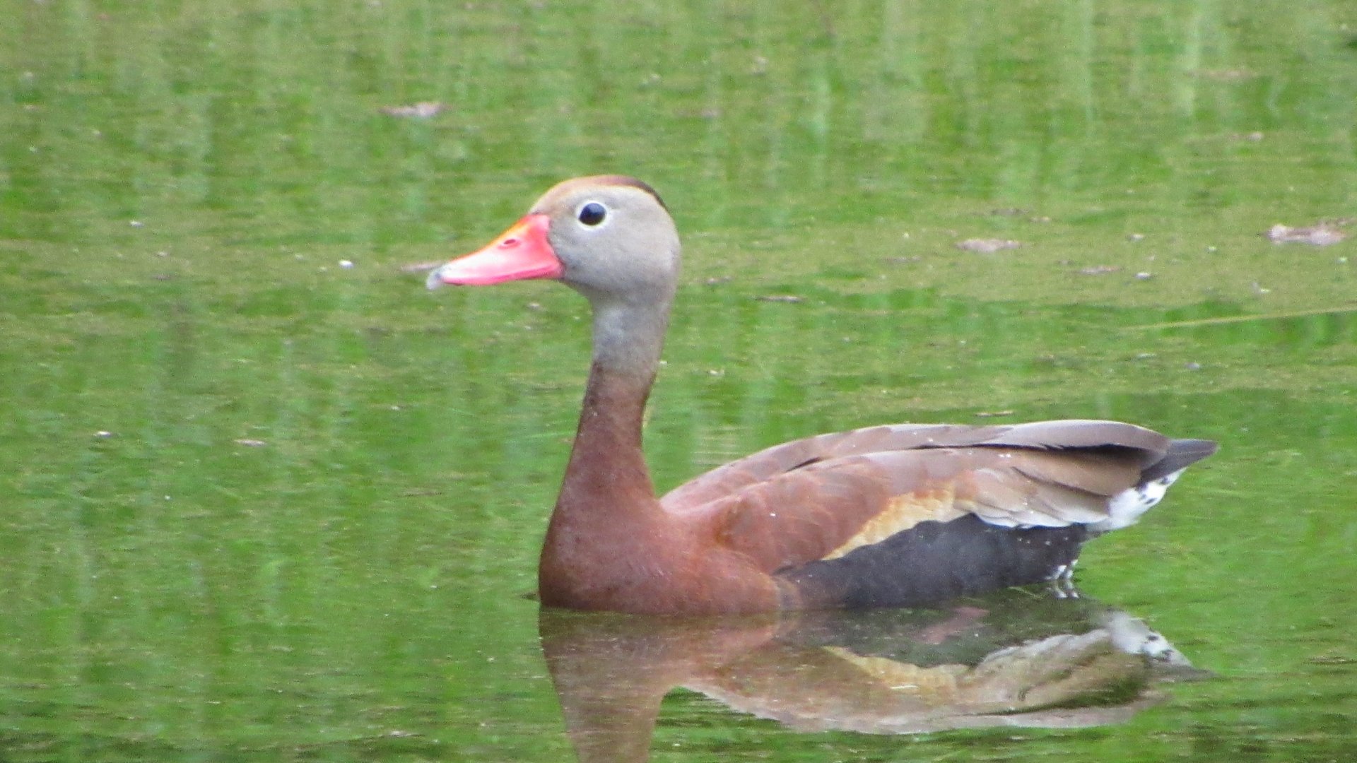 Black Bellied Whistling Duck