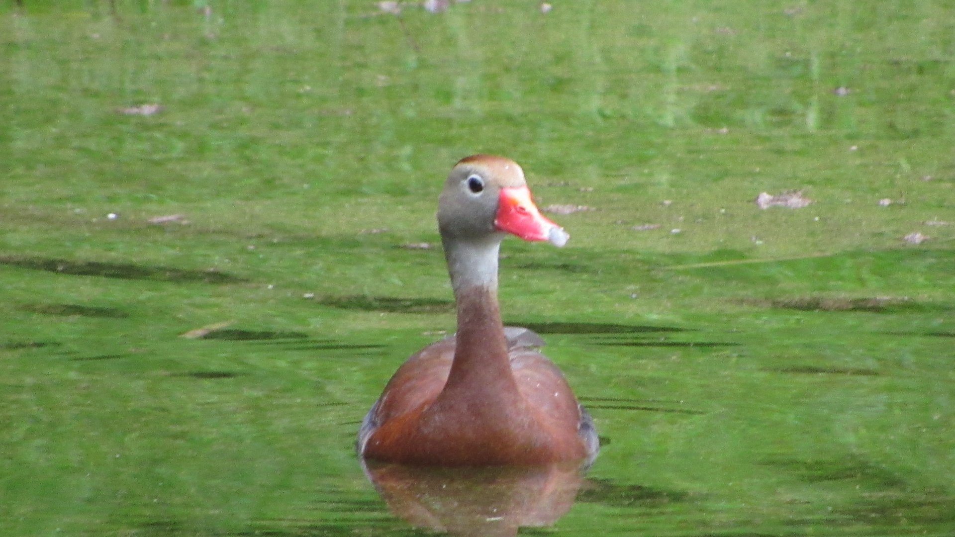 Black Bellied Whistling Duck