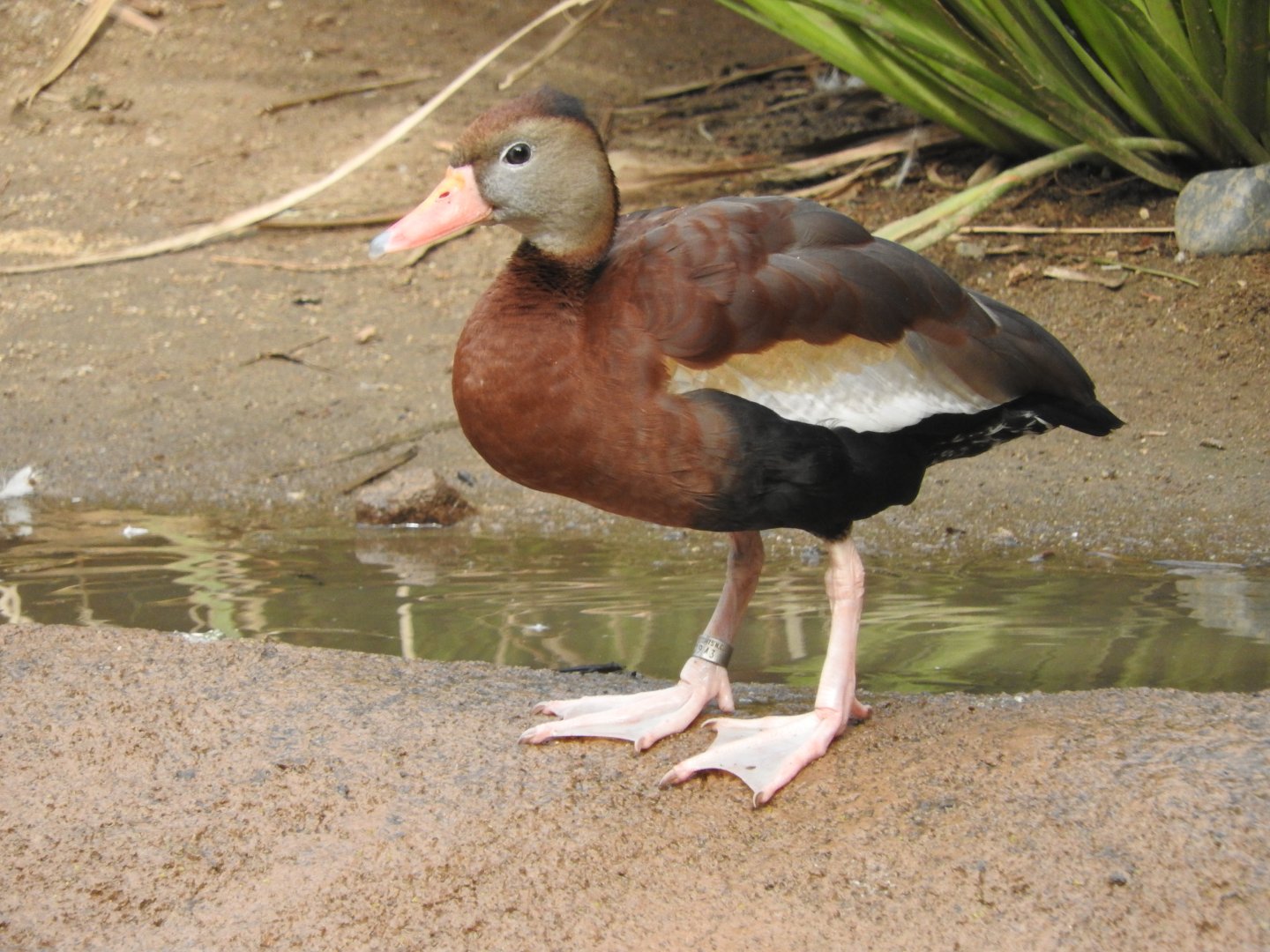 Black-bellied Whistling Duck