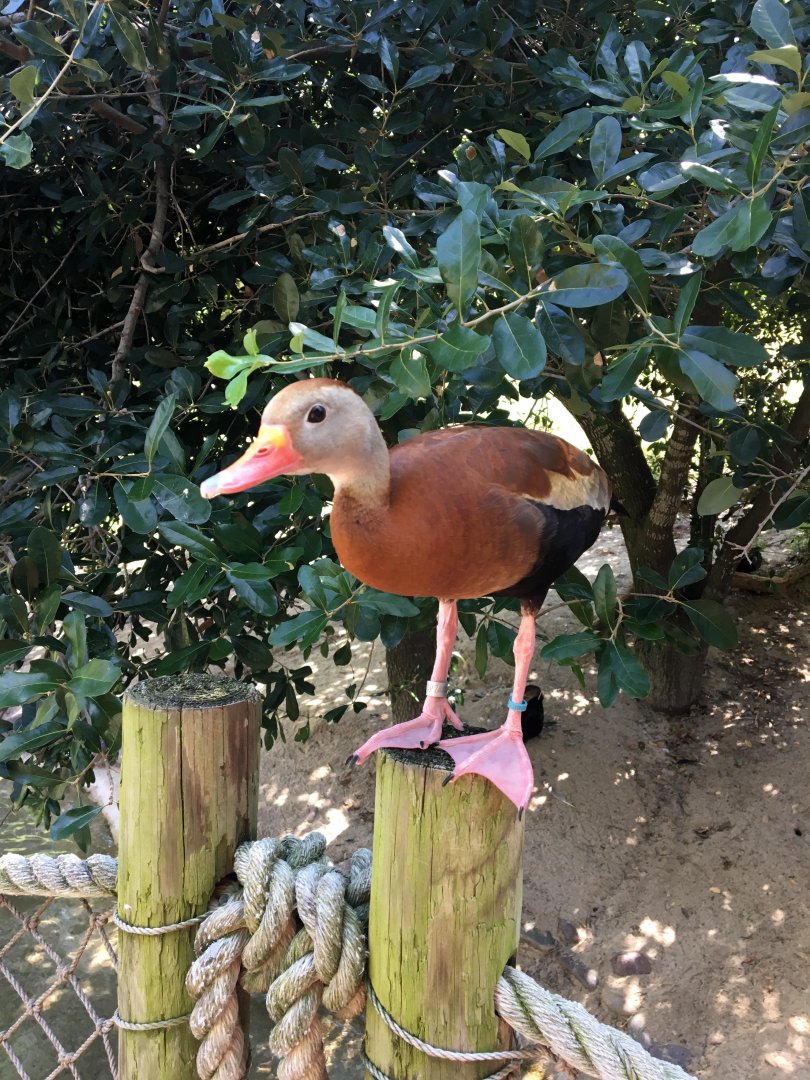 Black-bellied whistling duck