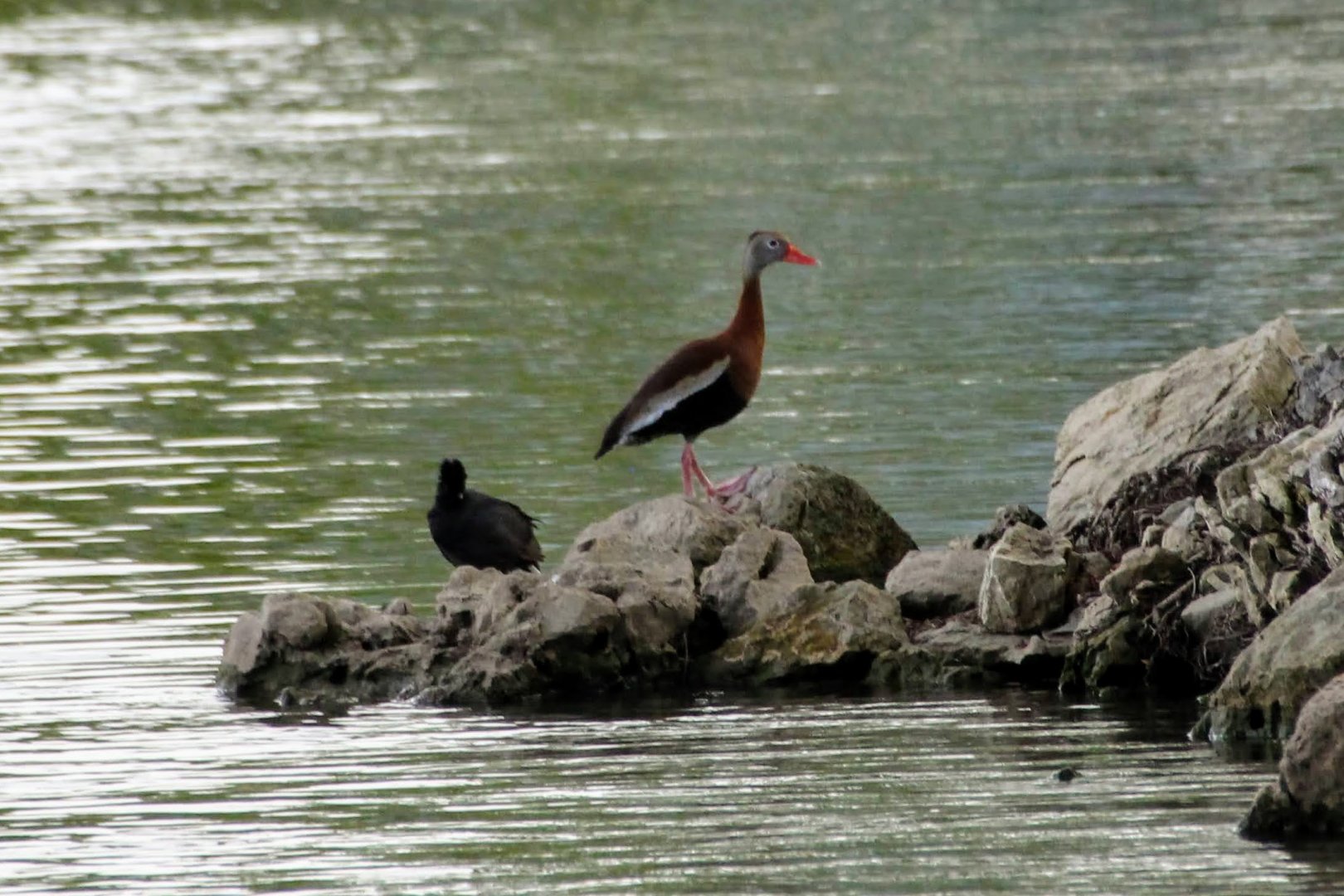 Black-bellied Whistling-Duck