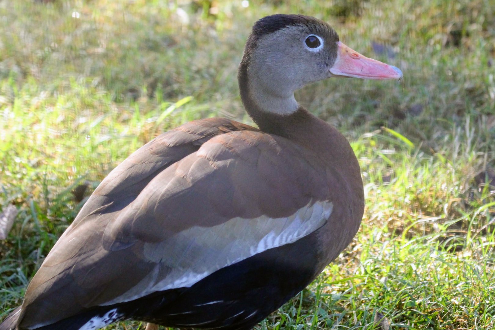 Black-bellied Whistling-Duck