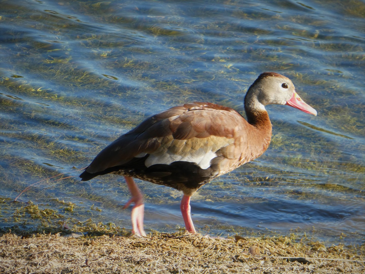 Black-bellied Whistling-Duck