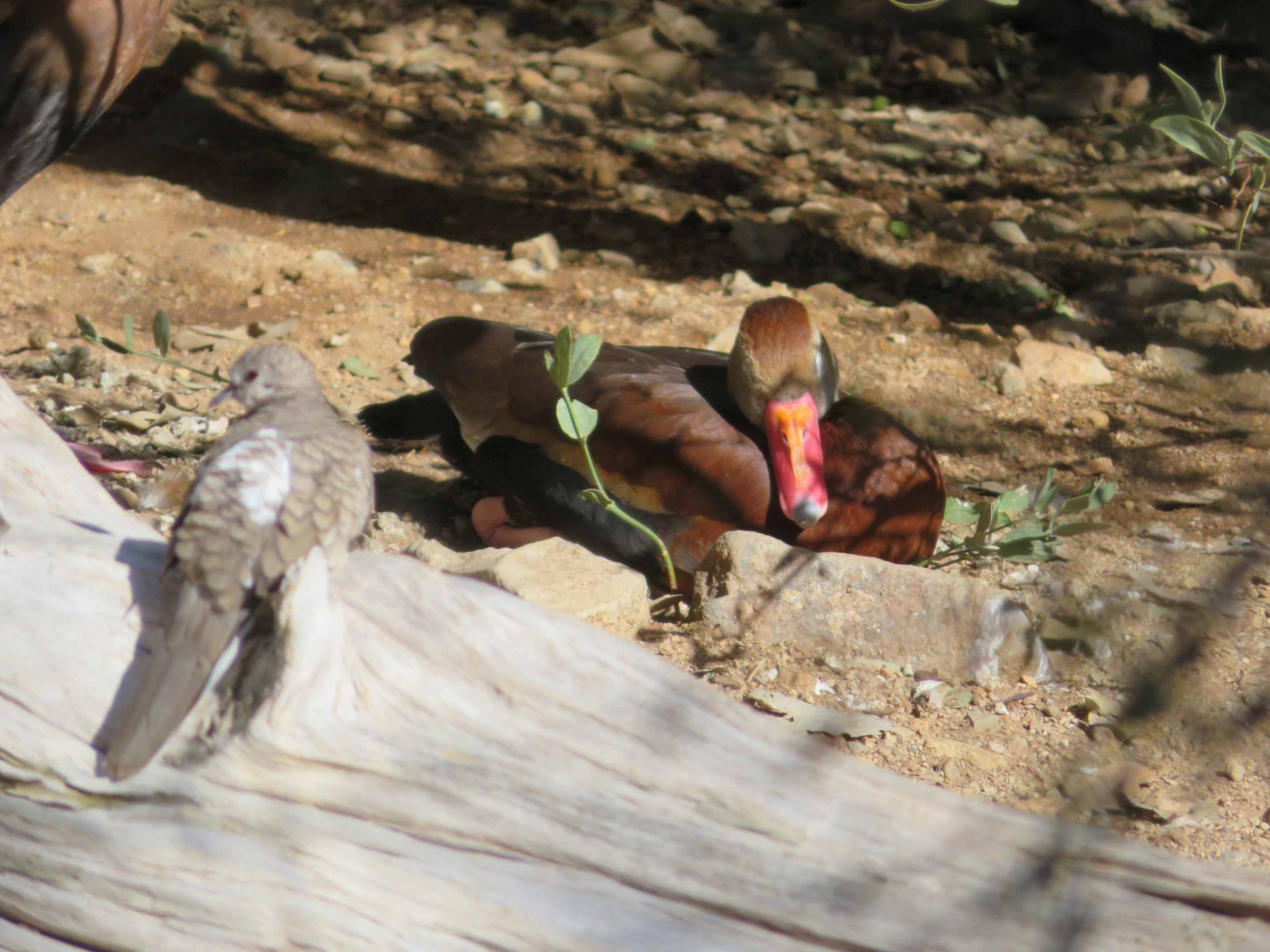 Black-bellied Whistling Duck