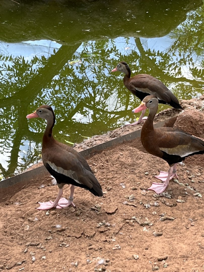 Black-bellied Whistling Duck