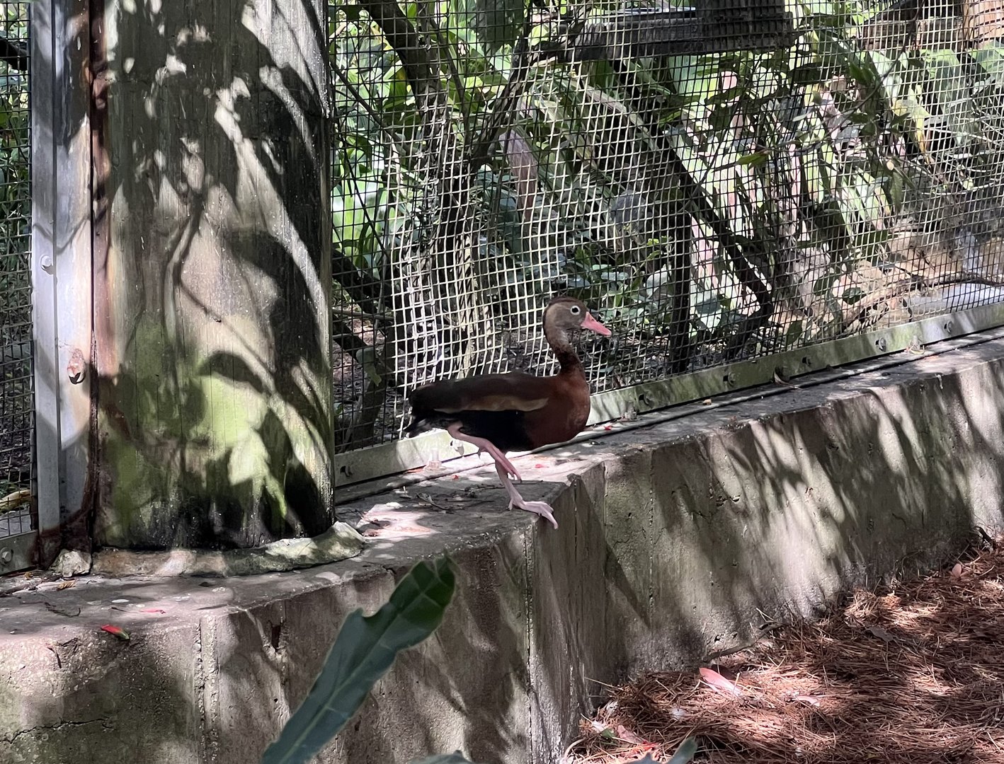 Black-bellied Whistling Duck