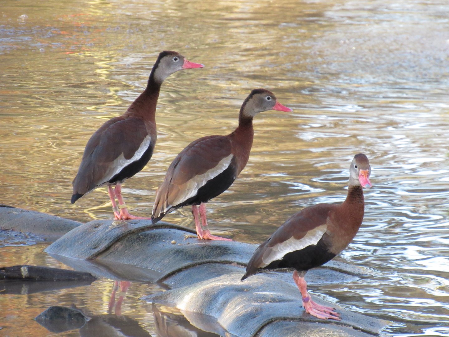 Black-bellied whistling duck