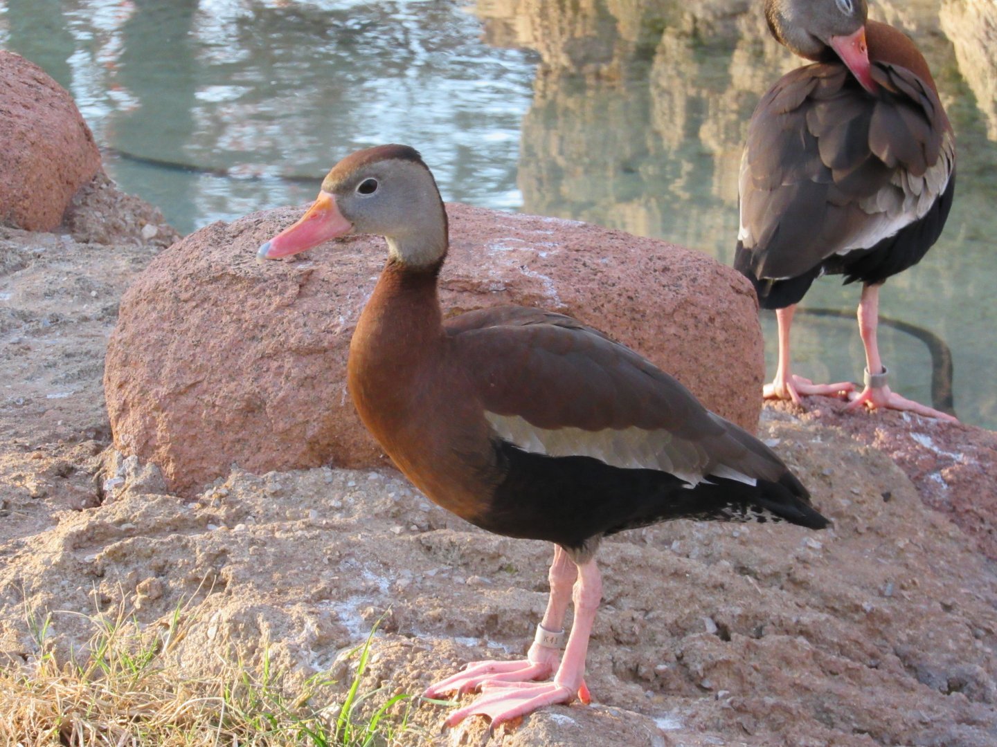 Black-bellied Whistling-Duck