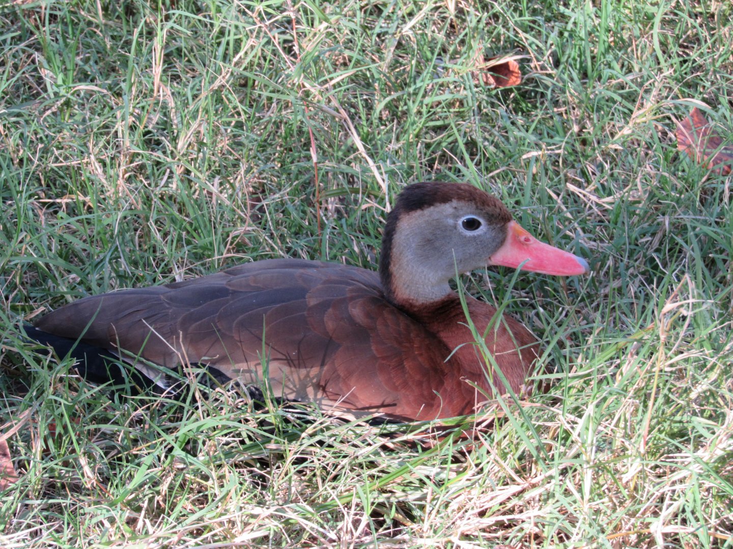 Black-bellied Whistling-Duck