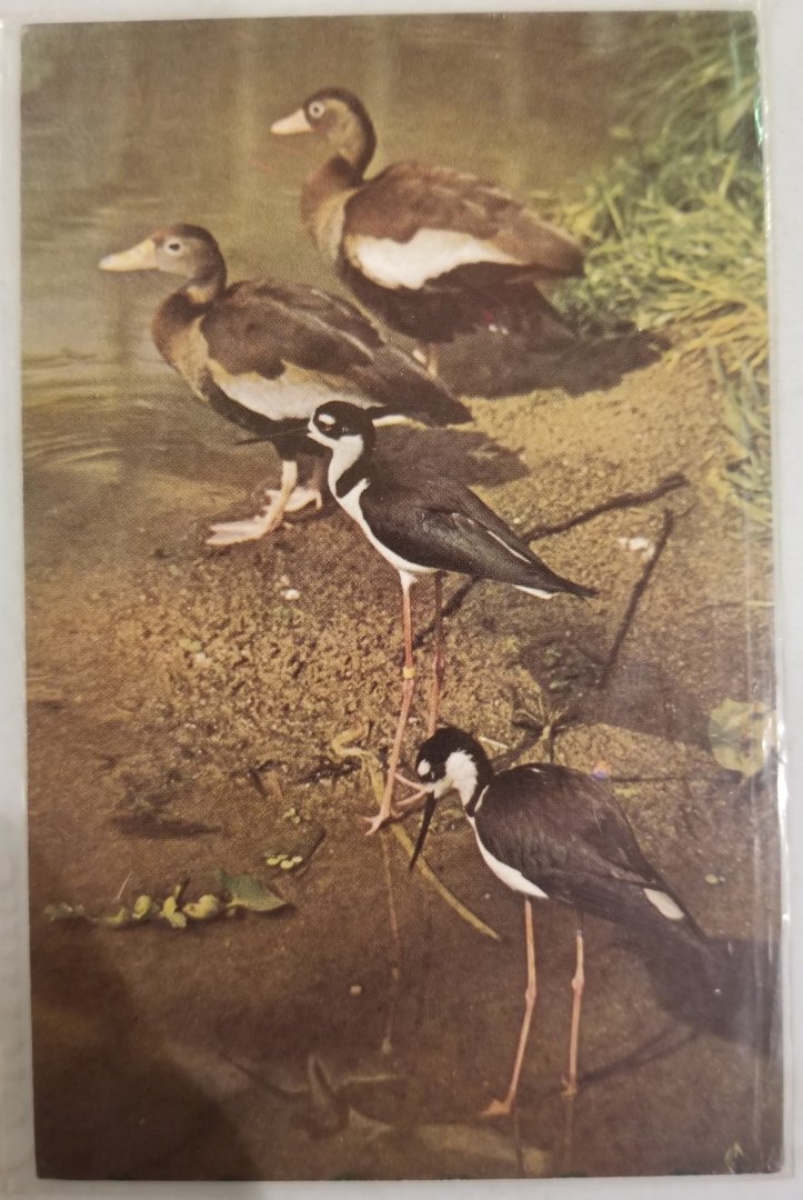 Black-bellied whistling ducks, Black-necked stilts