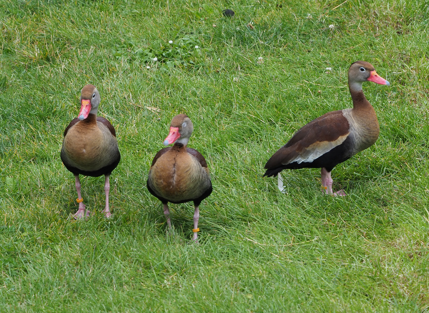 Black-bellied whistling ducks (Dendrocygna autumnalis), 2020-07-14