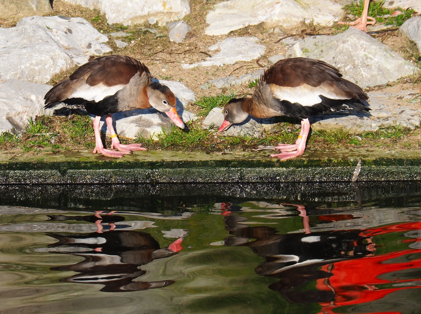Black-bellied whistling ducks (Dendrocygna autumnalis), Jan 20th, 2018